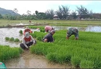 Babinsa Koramil 0801/07 Ngadirojo Bantu Persiapkan Benih Padi
