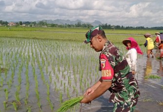 Babinsa Kromasan Turun Sawah