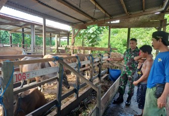 Babinsa Koramil 1710-02/Timika Sertu Rusdin Wali melaksanakan Komunikasi Sosial (Komsos) bersama warga binaan an. Bapak Ismanto yang berprofesi sebagai peternak Sapi di Kel. Kamoro Jaya, Distrik Wania, Kab. Mimika, Rabu (05/02/2025)