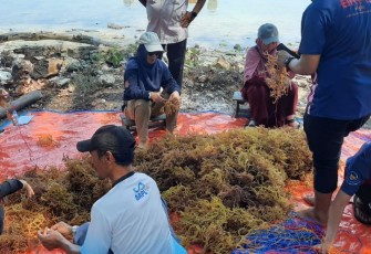 Budidaya rumput laut di Kepulauan Seribu, Jakarta 
