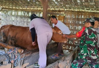 Babinsa Koramil Padas Dampingi Vaksinasi PMK Hewan Ternak di Wilayah Binaan