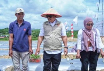 Penanaman Cabai Perdana di Galang Baru