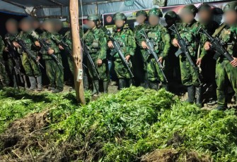 5.000 Batang Ganja Terungkap, TNI Habema Gagalkan Peredaran Narkotika