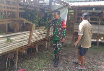 Babinsa Dampingi Ternak Kambing BUMDes Sumberejo