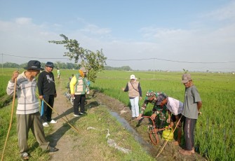 Babinsa dan Warga Sumbergandu Kompak Gropyok Tikus