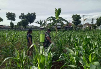 Penyemprotan perangsang daun jagung