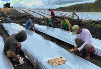 Ladang pertanian di desa Dafala