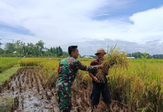 Sertu Budi Santoso bantu panen padi 