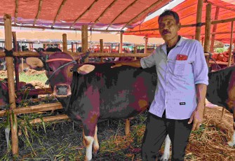 Sapi Bima di kandang bapak Pance, Jalan KSU Raya, Kota Depok, Sabtu (19/4)