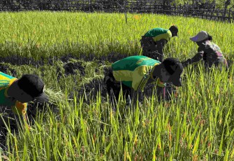 Panen padi di perbatasan