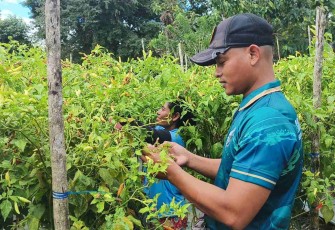 Rawat kebun cabai di perbatasan