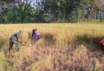Bantu panen padi petani desa binaan