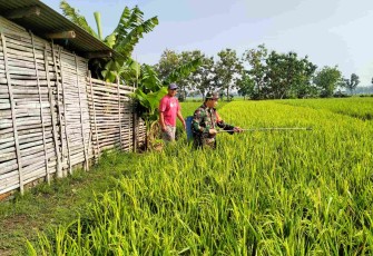 Babinsa bantu penyemprotan tanaman padi petani wilayah desa binaan