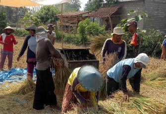 Bantu panen padi petani desa binaan