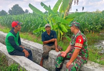 Pendampingan babinsa memberikan penyuluhan petani desa binaan