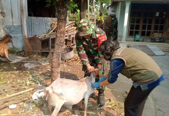 Vaksinasi hewan ternak di wilayah desa binaan