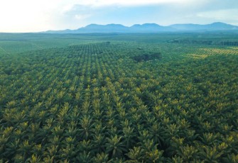 Gangguan Premanisme di Perkebunan Sawit Ancaman Nyata bagi Ketahanan Energi Nasional.