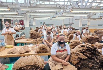 Holding Perkebunan Nusantara Perkuat Daya Saing Global, Tembakau Premium PTPN I Jadi Andalan Industri Cerutu Dunia