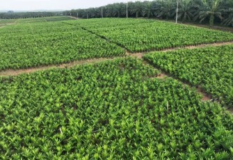 Holding Perkebunan Nusantara melalui PTPN IV PalmCo Akselerasi Peremajaan Sawit Petani di Riau Perkuat Implementasi Program B50