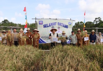 Bupati Bintan Roby Kurniawan SPWK Bersama Petani Maju jaya Panen Perdana Padi darat Gogo 