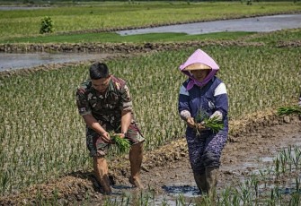 Serma Zamzami Dampingi Petani Tanam Padi