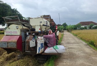 Bantu panen padi warga binaan