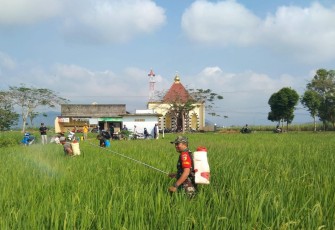 Penyemprotan pestisida d lahan pertanian warga binaan 