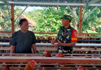 Pendampingan peternak ayam wilayah desa binaan 