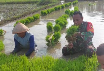 Ndaut benih padi petani wilayah desa binaan 