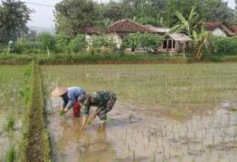 Pendampingan petani desa binaan