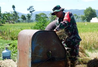 Sertu Sandy bantu panen padi petani desa binaan