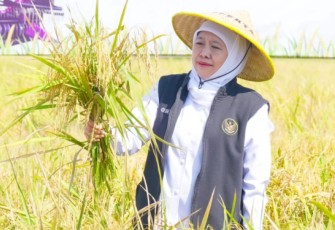 Gubernur Jawa Timur Khofifah Indar Parawansa turun langsung pimpin Gerakan Panen dan Percepatan Tanam di Desa Gading, Balerejo, Madiun
