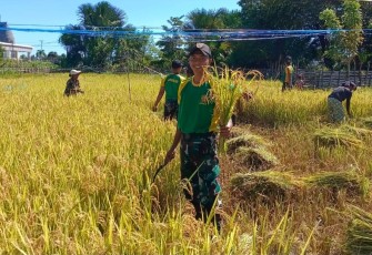Yonarmed 12 Kostrad dan Warga Bersinergi Pos Silawan Laksanakan Panen Padi di Belu