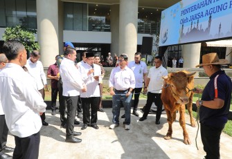 Jaksa Agung Serahkan 1 Sapi Limousin