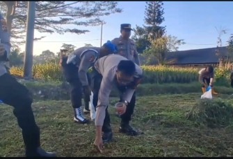 Penanaman jagung serentak