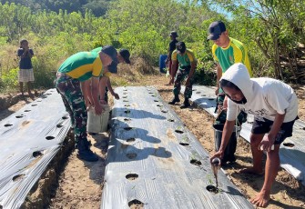 Yonarmed 12 Kostrad Hadir di Tengah Masyarakat, Bantu Tingkatkan Produktivitas Kebun Cabai