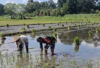 Bantu tanam padi wilayah desa binaan
