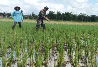 Bersihkan Gulma, Babinsa Desa Gamping Dorong Peningkatan Hasil Panen Petani Binaan
