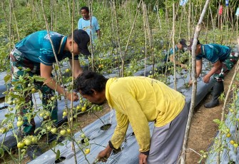 Yonarmed 12 Kostrad Bersama Warga Kampung Mokliman Rawat Kebun Demi Ketahanan Pangan