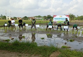 Babinsa Desa Mojosari Monitoring Gerakan Percepatan Tanam, Dukung Ketahanan Pangan di Tulungagung