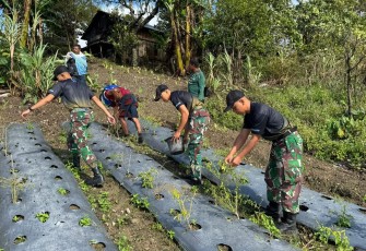 Semangat Ketahanan Pangan, Yonarmed 12 Kostrad Sukseskan Panen Lombok di Perbatasan RI-RDTL
