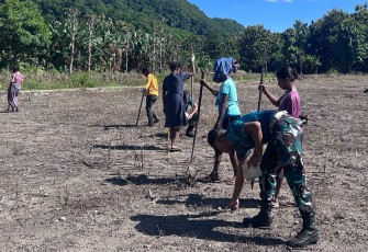 Yonarmed 12 Kostrad Hadir di Perbatasan, Tanam Kacang Hijau Demi Kesejahteraan Masyarakat