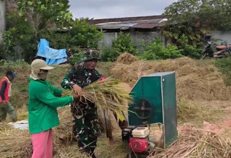 Babinsa Surodakan Dampingi Petani Panen Padi, Perkuat Ketahanan Pangan