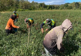 Yonarmed 12 Kostrad Hadir Bersama Masyarakat Panen Cabai untuk Perkuat Ketahanan Pangan Perbatasan