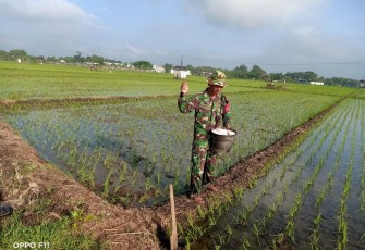 Babinsa Sendangrejo Dampingi Petani Rawat Padi Demi Panen yang Lebih Baik