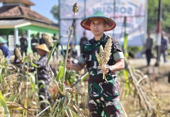 Dandim 0801/Pacitan Bersama Forkompinda Ikuti Panen Raya Sorgum