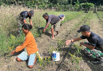 Yonarmed 12 Kostrad Bangun Kebersamaan Bersama Petani Saat Panen Cabai di Perbatasan
