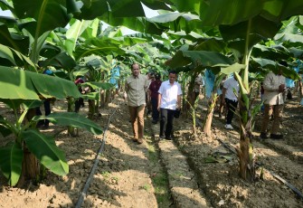 Menteri Transmigrasi M. Iftitah Sulaiman Suryanagara saat meninjau demplot pisang Edo Farm di Sentul, Jawa Barat