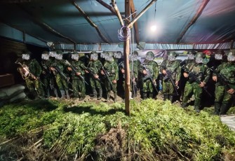 Satgas Pamtas RI–PNG Mobile Yonif 725/Woroagi Komando Operasi (Koops) TNI Habema berhasil menemukan 5.000 batang tanaman ganja di dua lokasi di Kabupaten Yahukimo, Papua Pegunungan, Senin (13/07/2026)