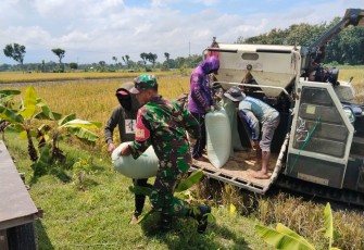 Babinsa Kedondong Dampingi Petani Saat Panen Padi